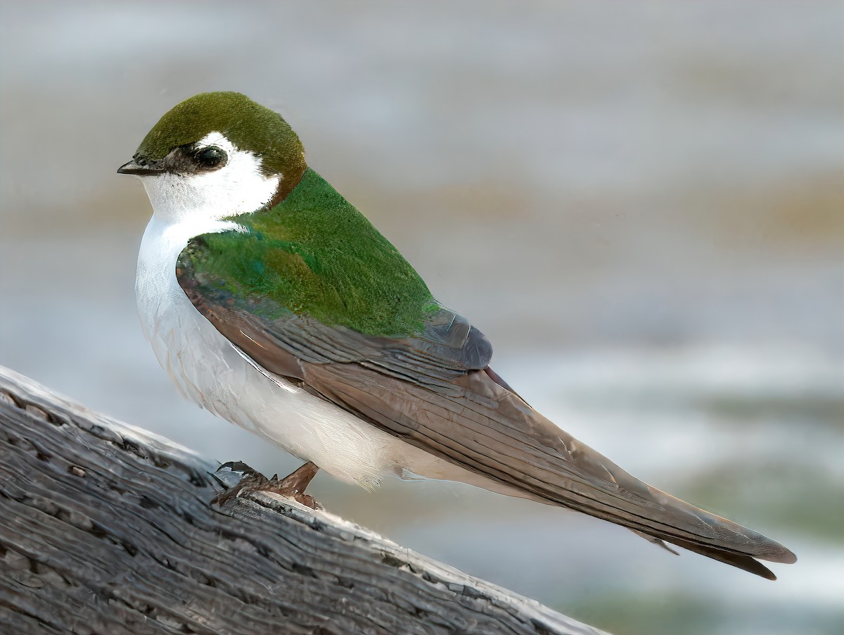 Violet-green Swallow - ML620091490