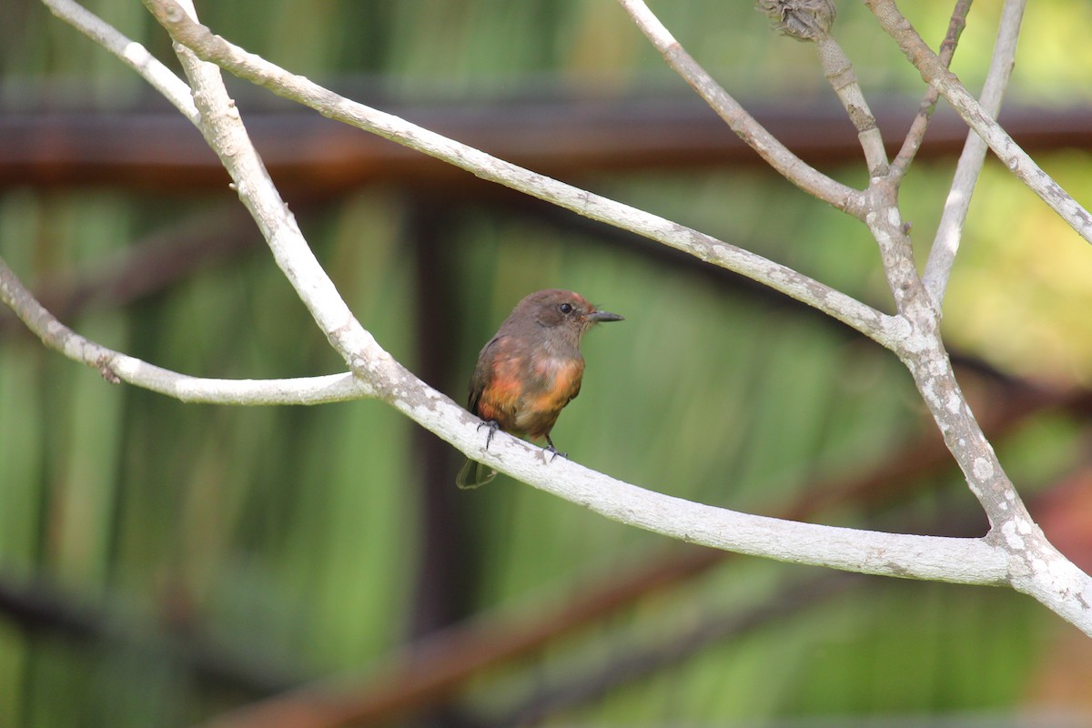 Vermilion Flycatcher (obscurus Group) - ML620091500