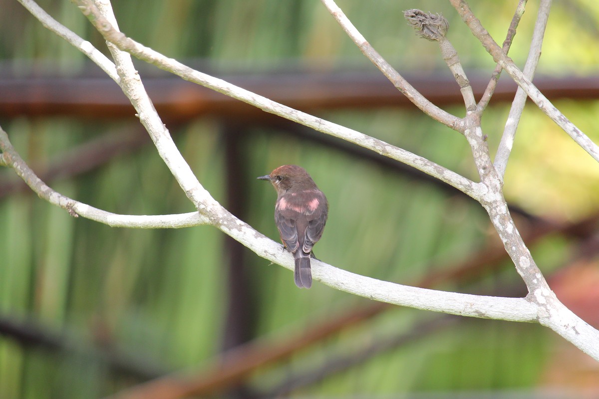 Vermilion Flycatcher (obscurus Group) - ML620091502