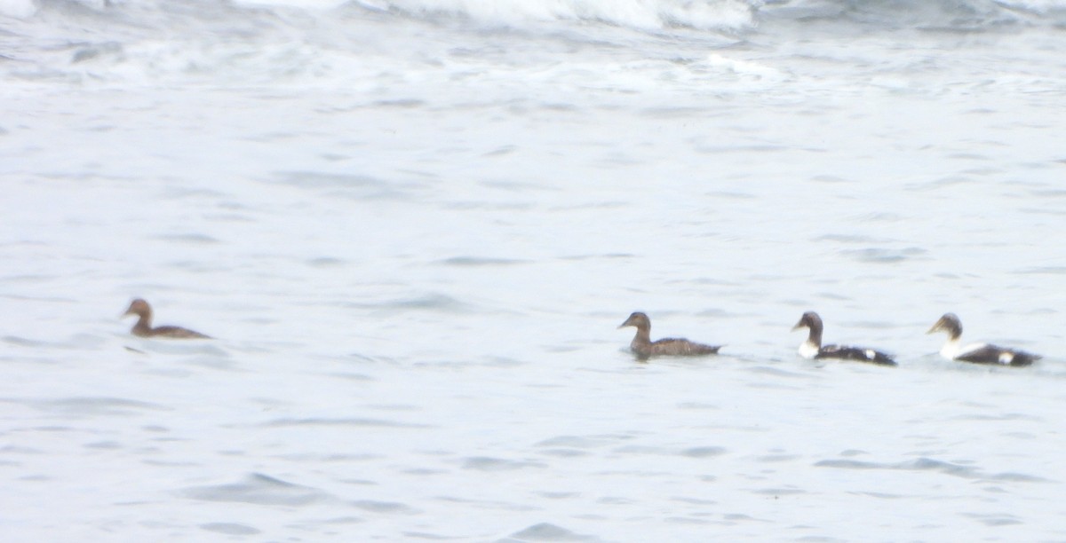 Common Eider - ML620091507