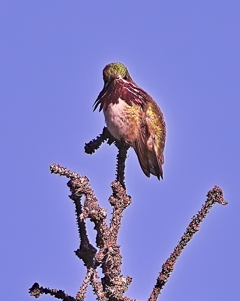Calliope Hummingbird - Frank Letniowski