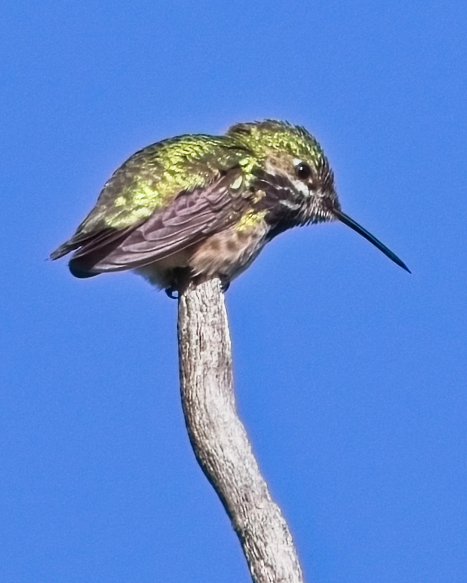 Calliope Hummingbird - ML620091519