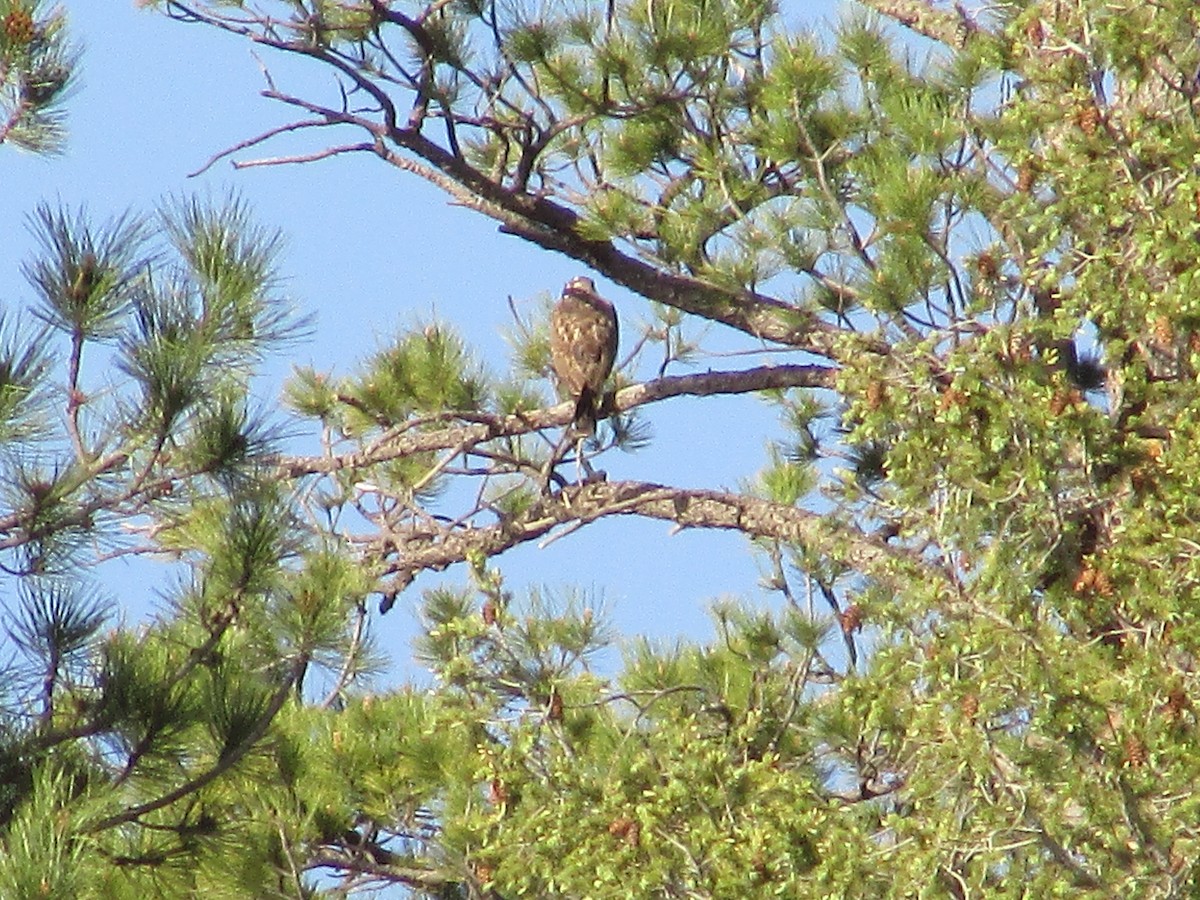 Red-tailed Hawk - ML620091521