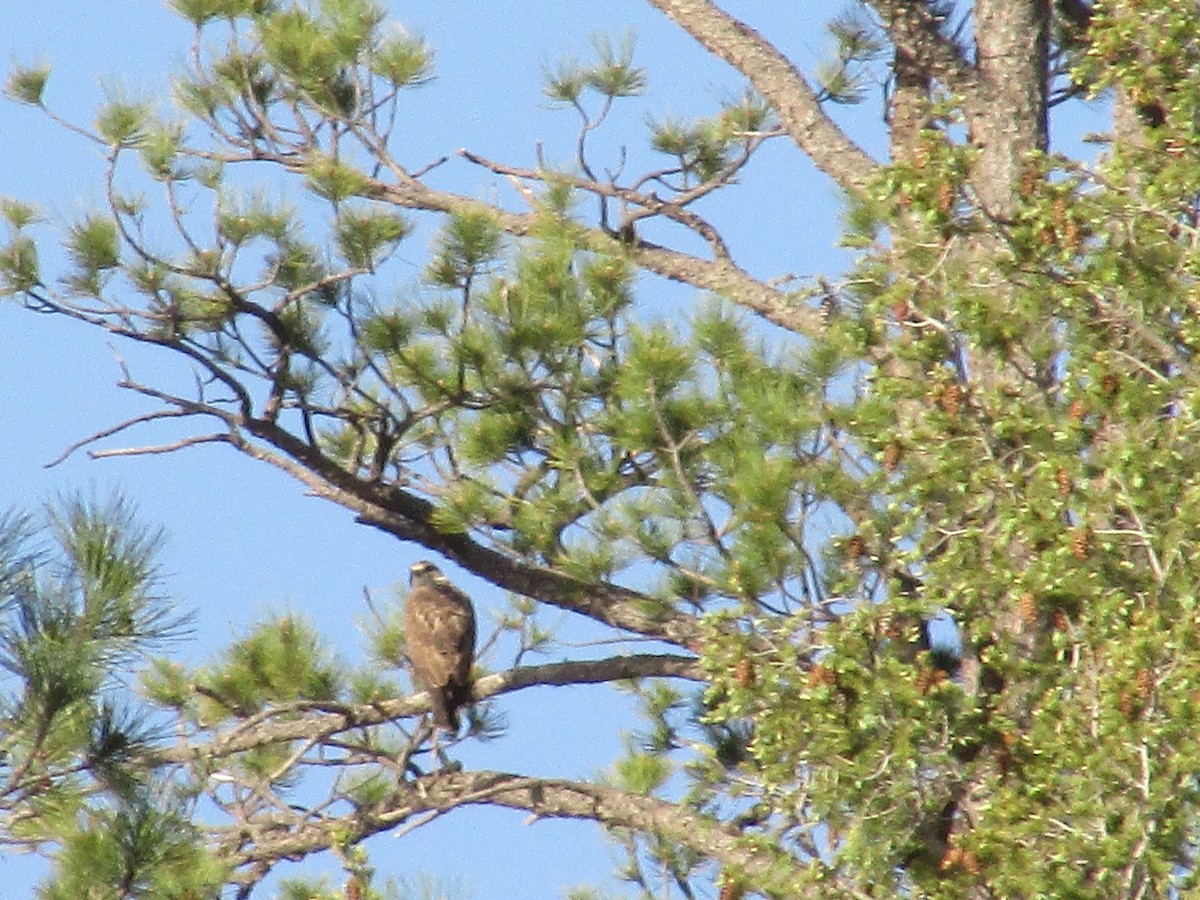 Red-tailed Hawk - ML620091522