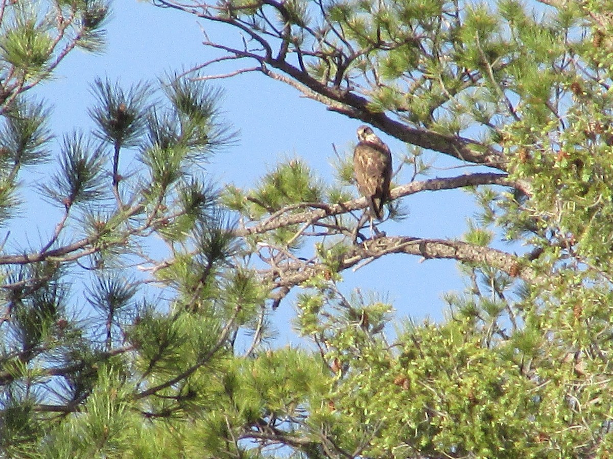 Red-tailed Hawk - ML620091525