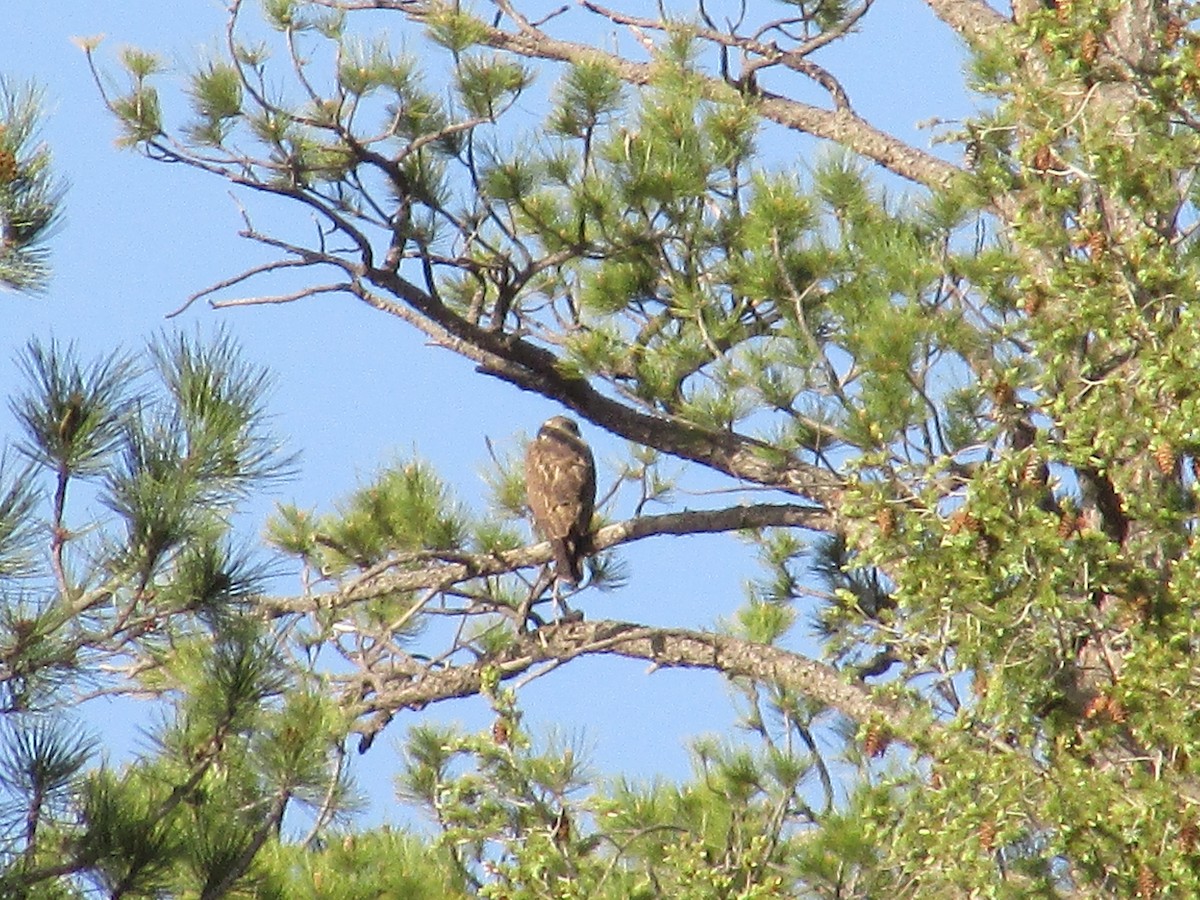 Red-tailed Hawk - ML620091526