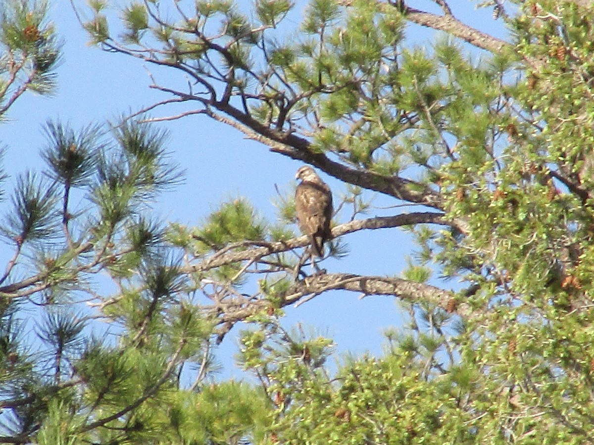 Red-tailed Hawk - ML620091529