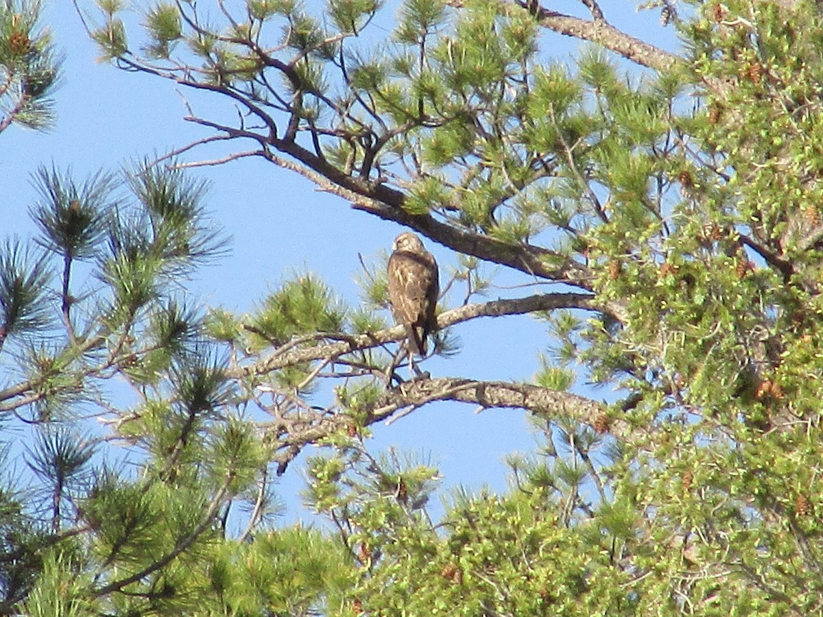 Red-tailed Hawk - ML620091530