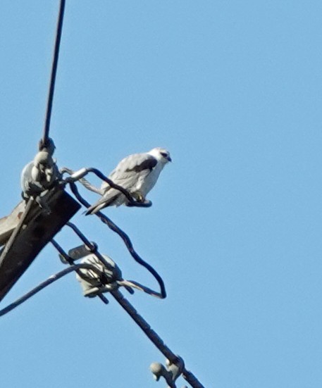 Black-shouldered Kite - ML620091544