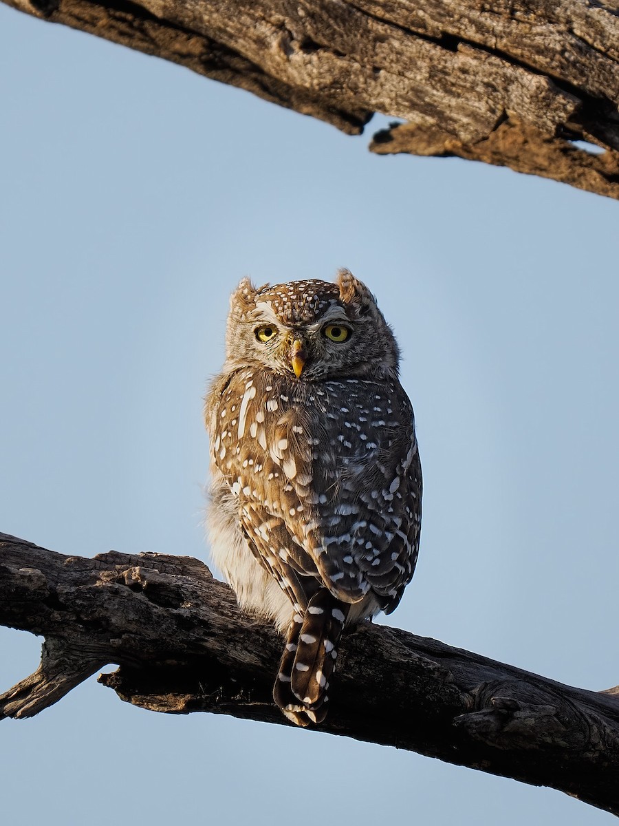 Pearl-spotted Owlet - ML620091547