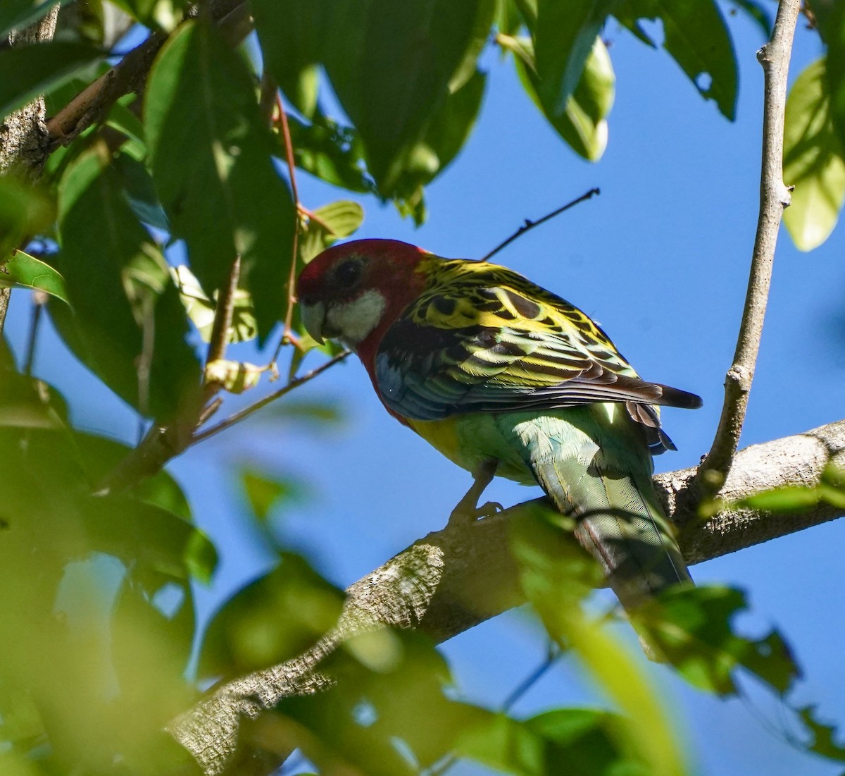 Eastern Rosella - ML620091553