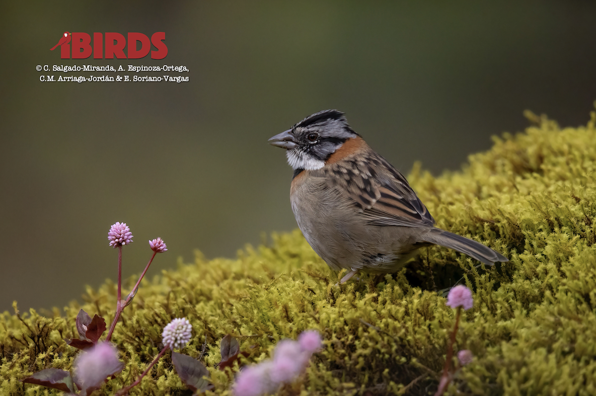 Rufous-collared Sparrow - ML620091555