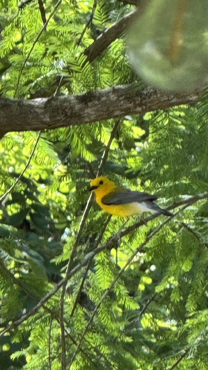 Prothonotary Warbler - ML620091557