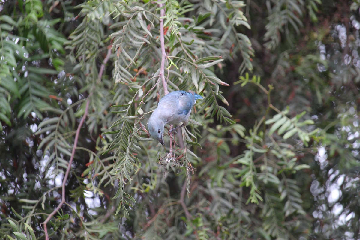 Blue-gray Tanager - ML620091559