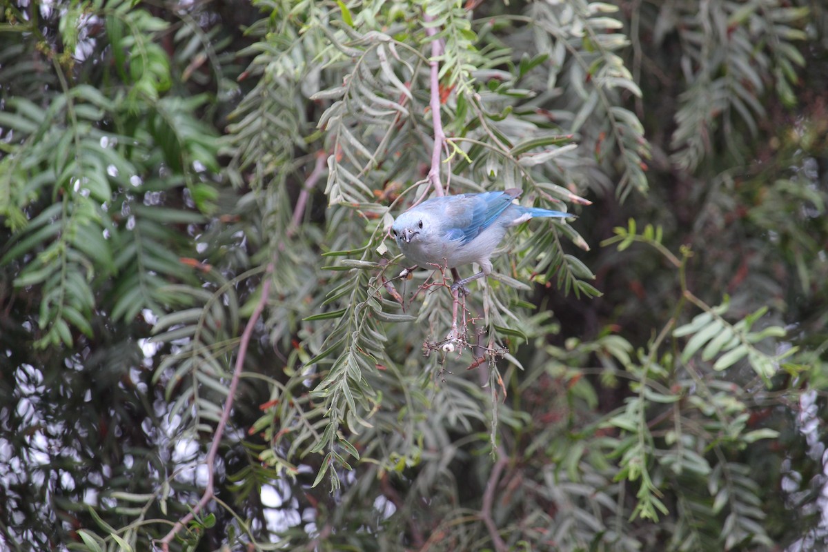 Blue-gray Tanager - ML620091560