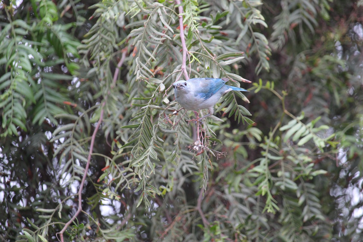 Blue-gray Tanager - ML620091561