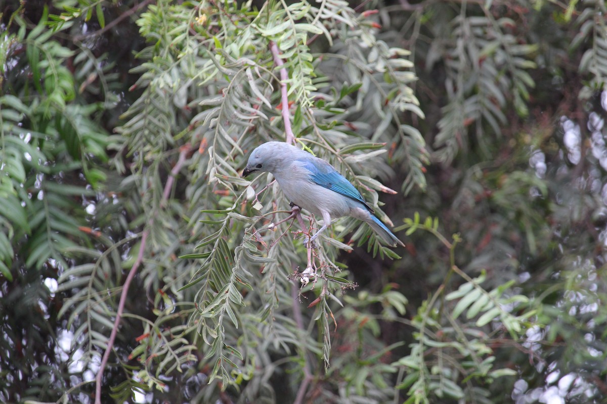 Blue-gray Tanager - ML620091562