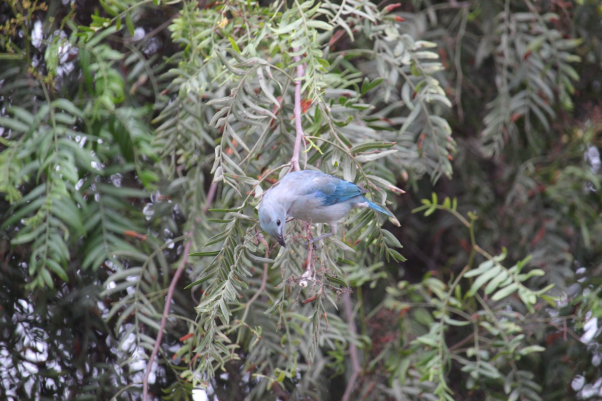 Blue-gray Tanager - ML620091563