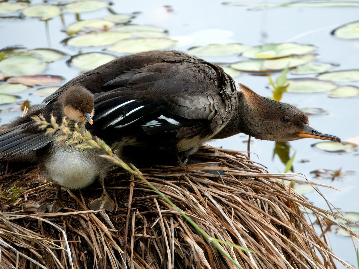 Hooded Merganser - Dan Tallman