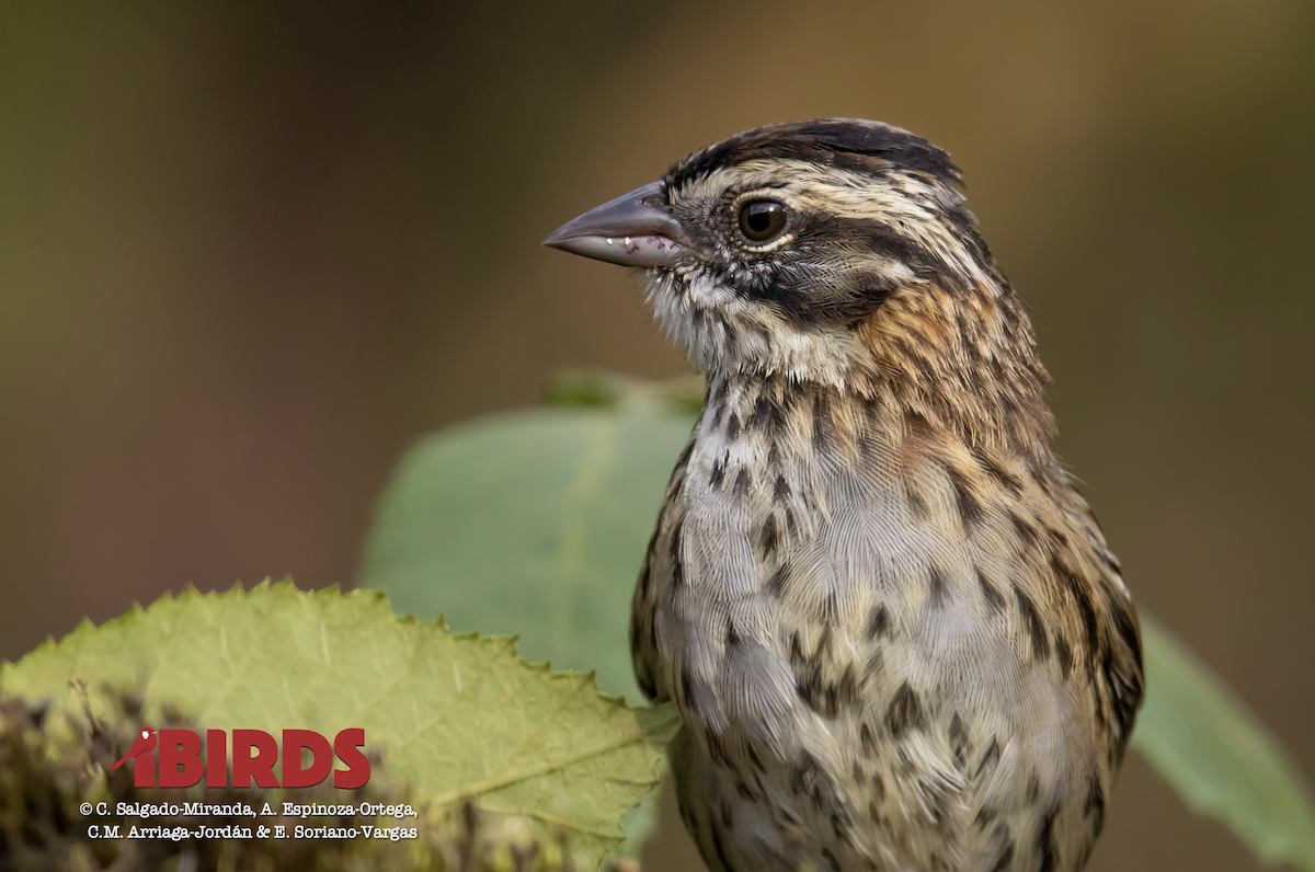 Rufous-collared Sparrow - ML620091569