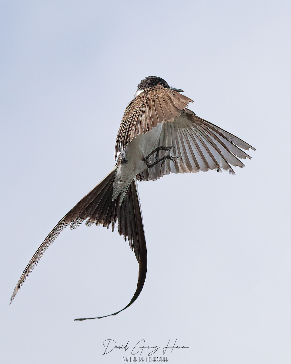 Fork-tailed Flycatcher - ML620091570