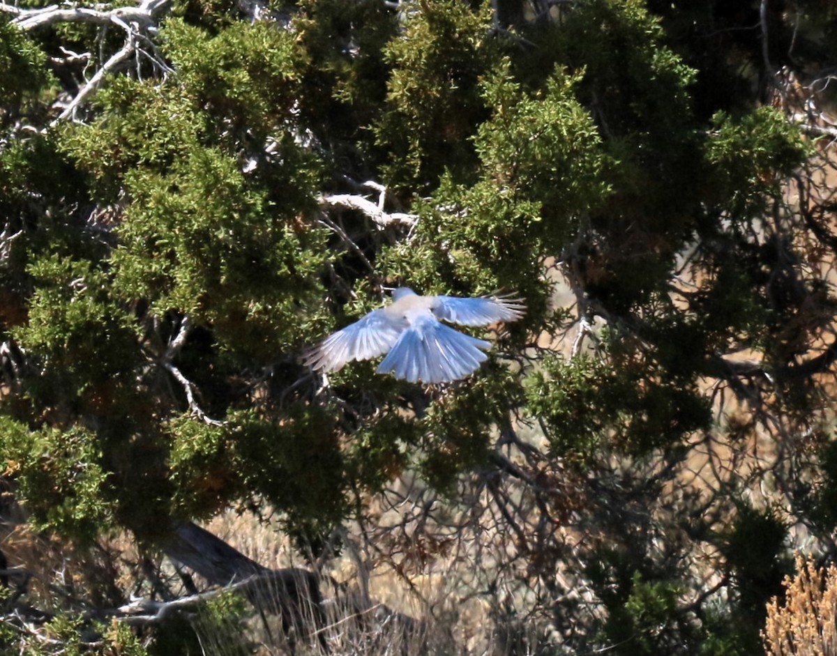 Woodhouse's Scrub-Jay - ML620091577