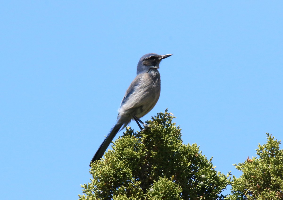 Woodhouse's Scrub-Jay - ML620091578