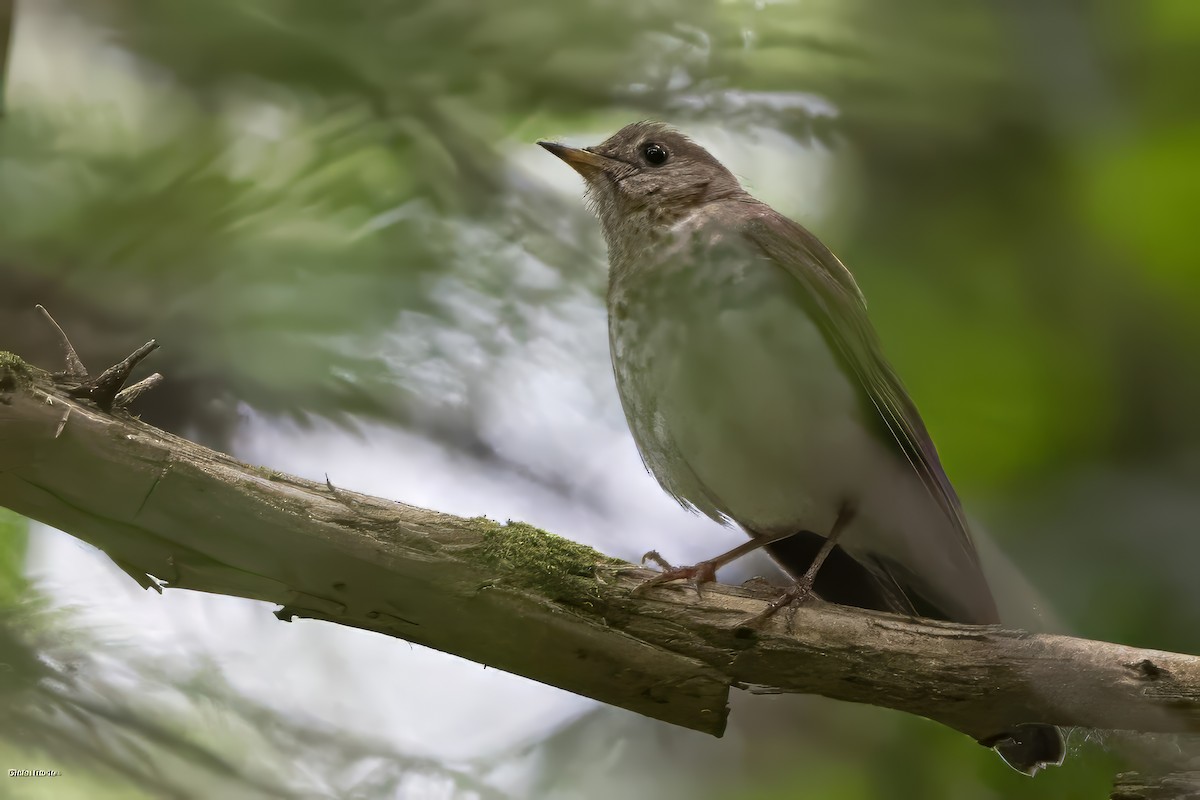 Weidenmusendrossel - ML620091582