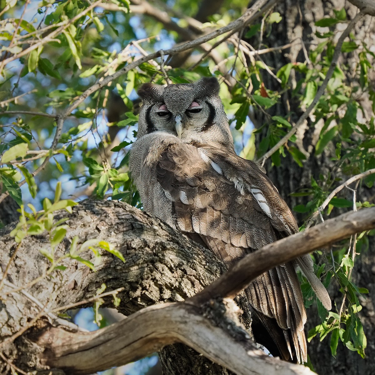 Verreaux's Eagle-Owl - ML620091597