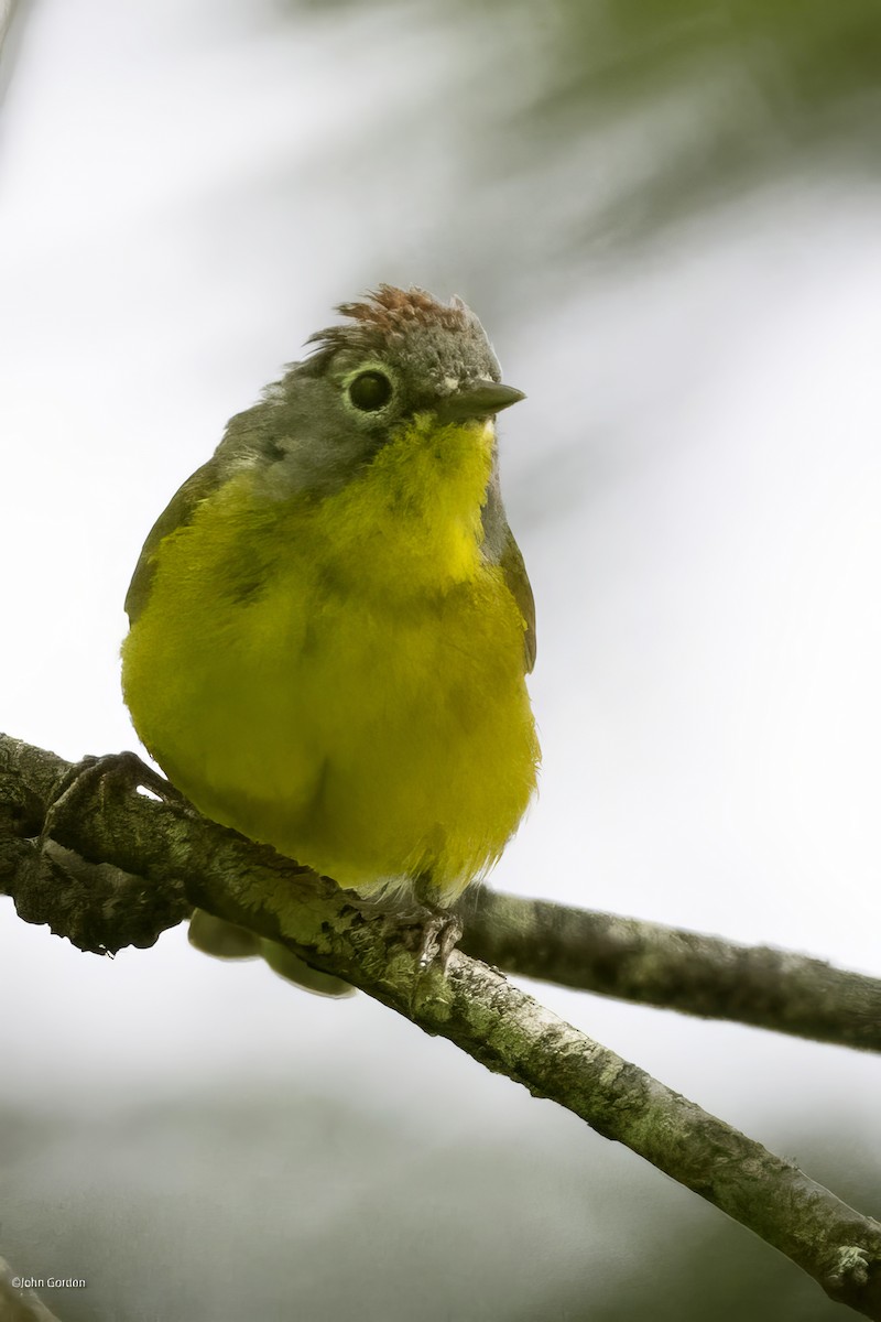 Nashville Warbler - ML620091600