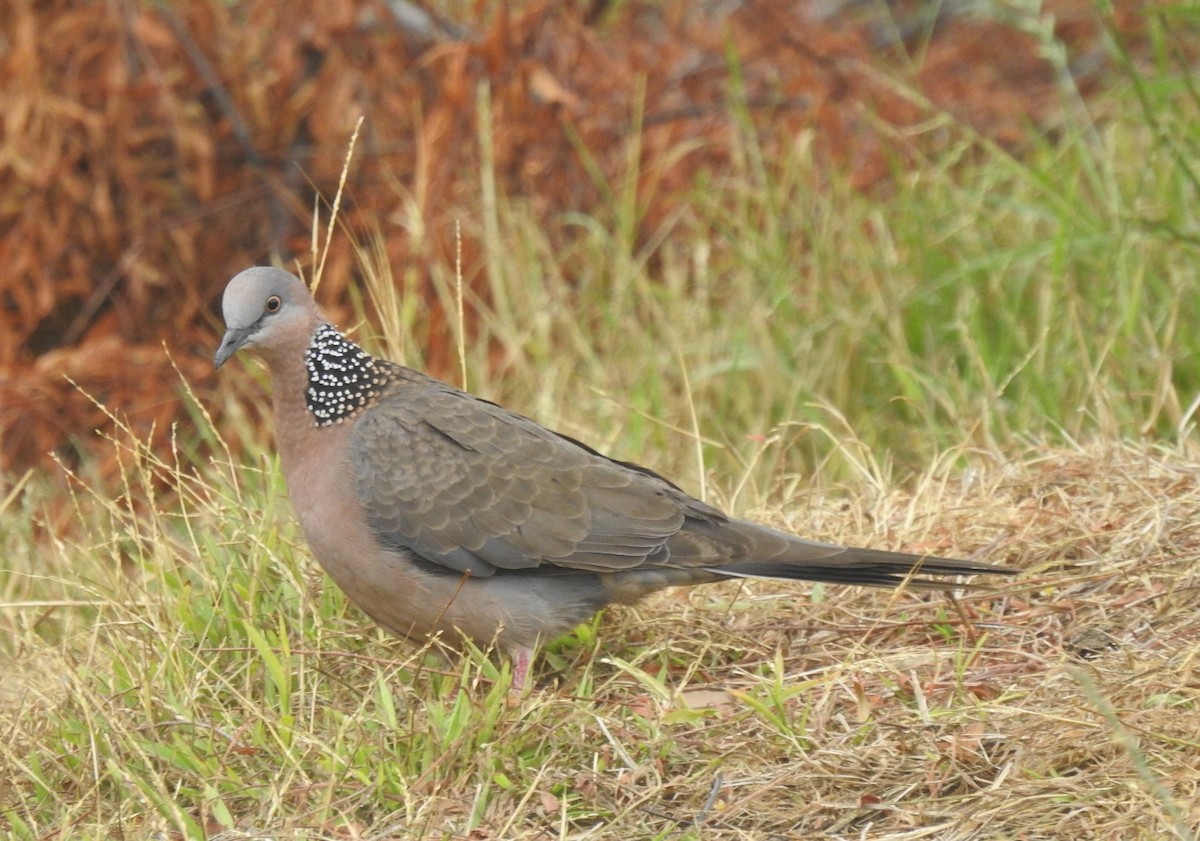 珠頸斑鳩 - ML620091611