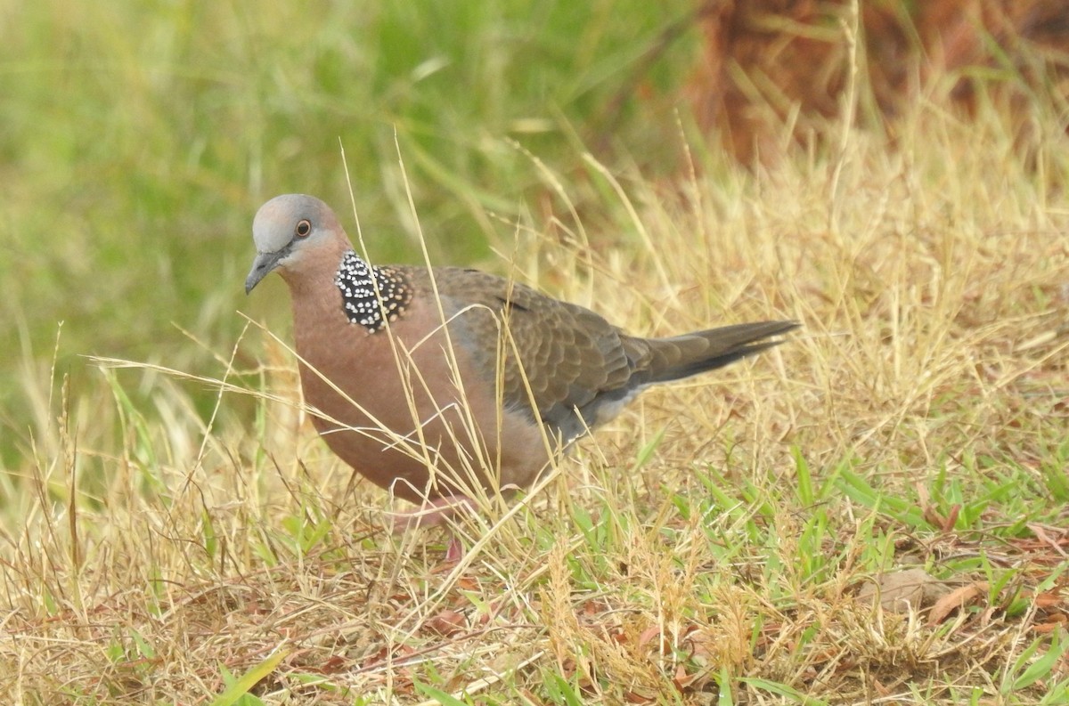Spotted Dove - ML620091612