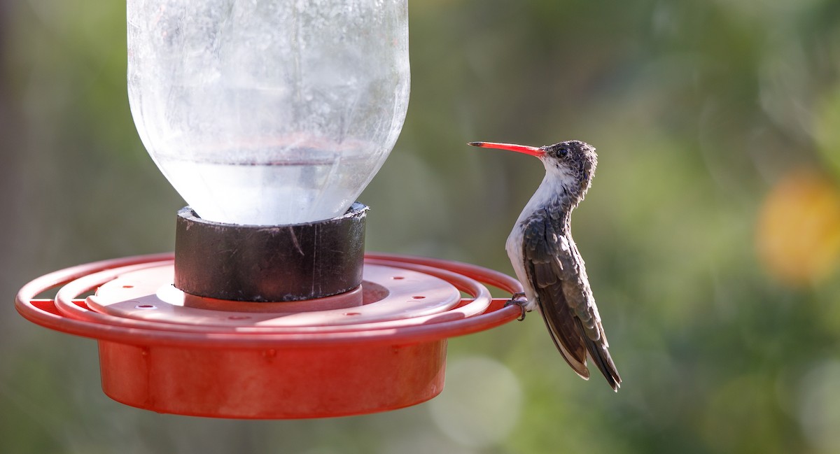 kolibřík fialovokorunkatý - ML620091614