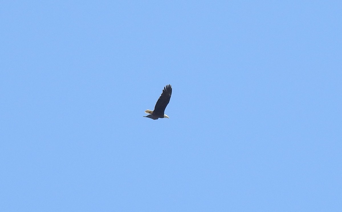 Bald Eagle - ML620091621