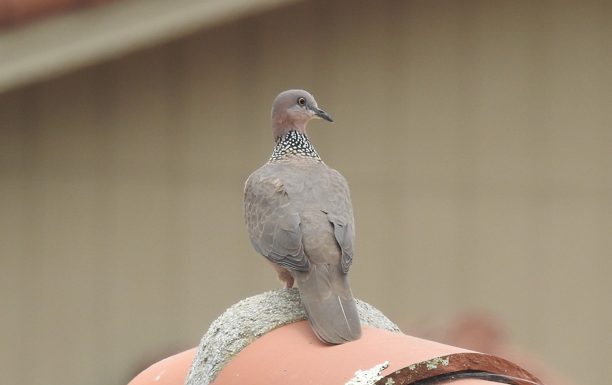 Spotted Dove - ML620091632