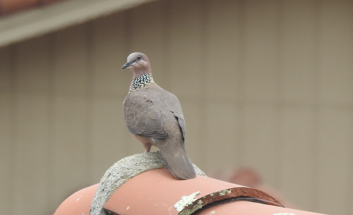Spotted Dove - ML620091636