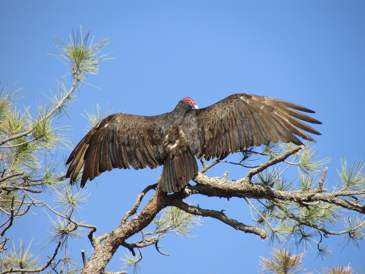Turkey Vulture - ML620091640