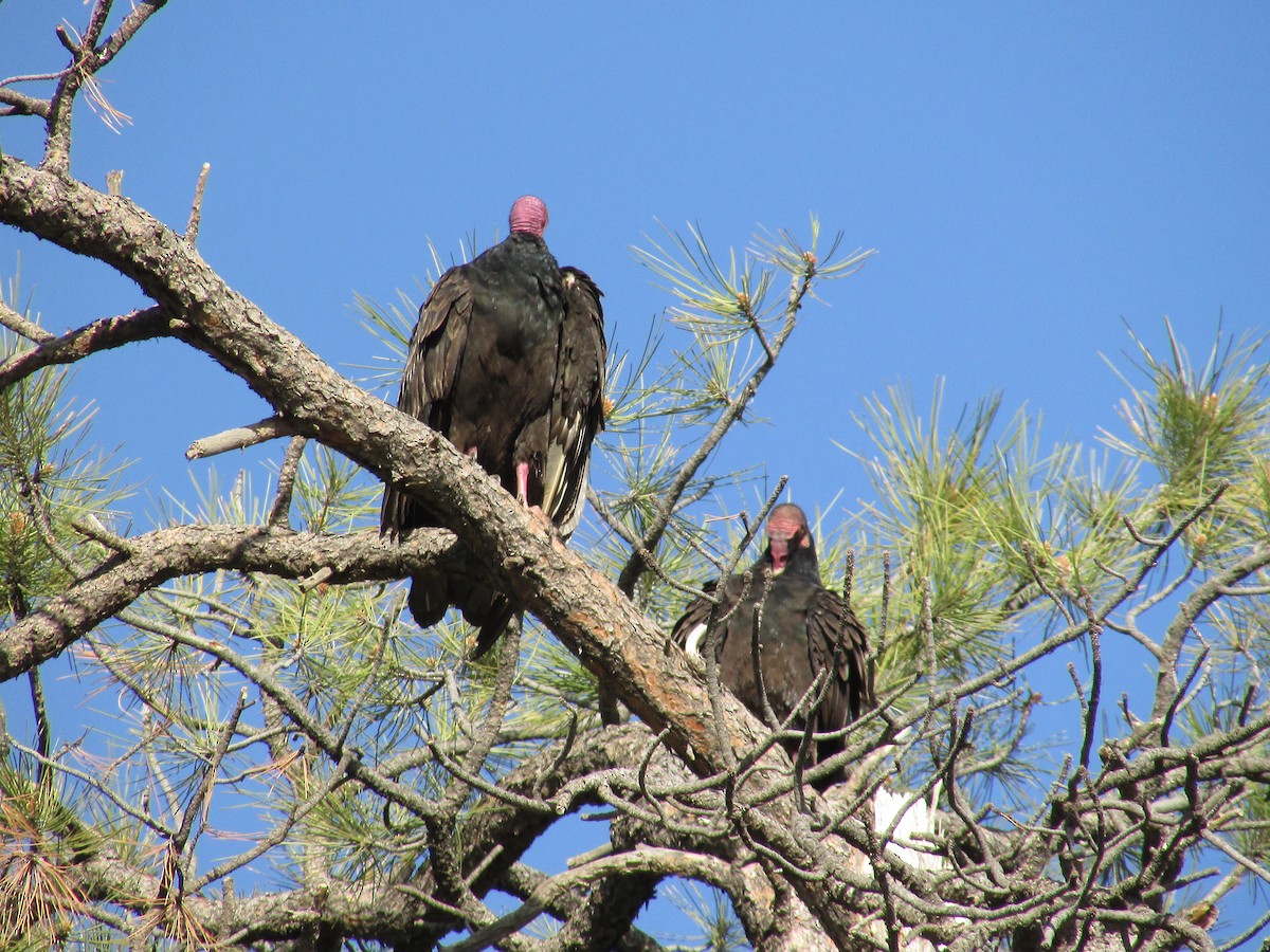 Turkey Vulture - ML620091642