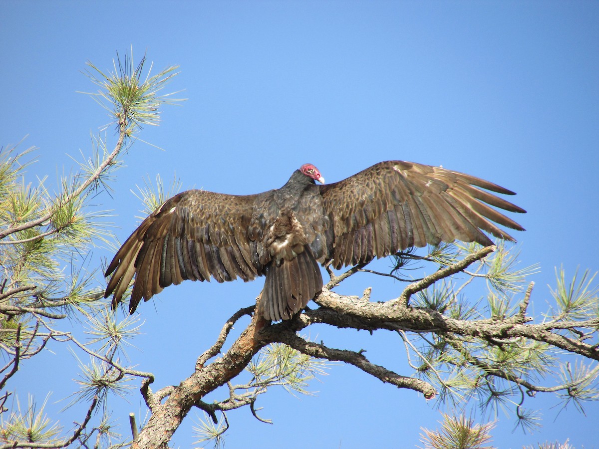 Turkey Vulture - ML620091643
