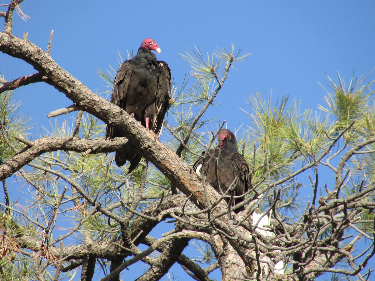 Turkey Vulture - ML620091644