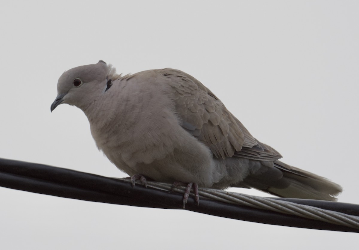 Eurasian Collared-Dove - ML620091649