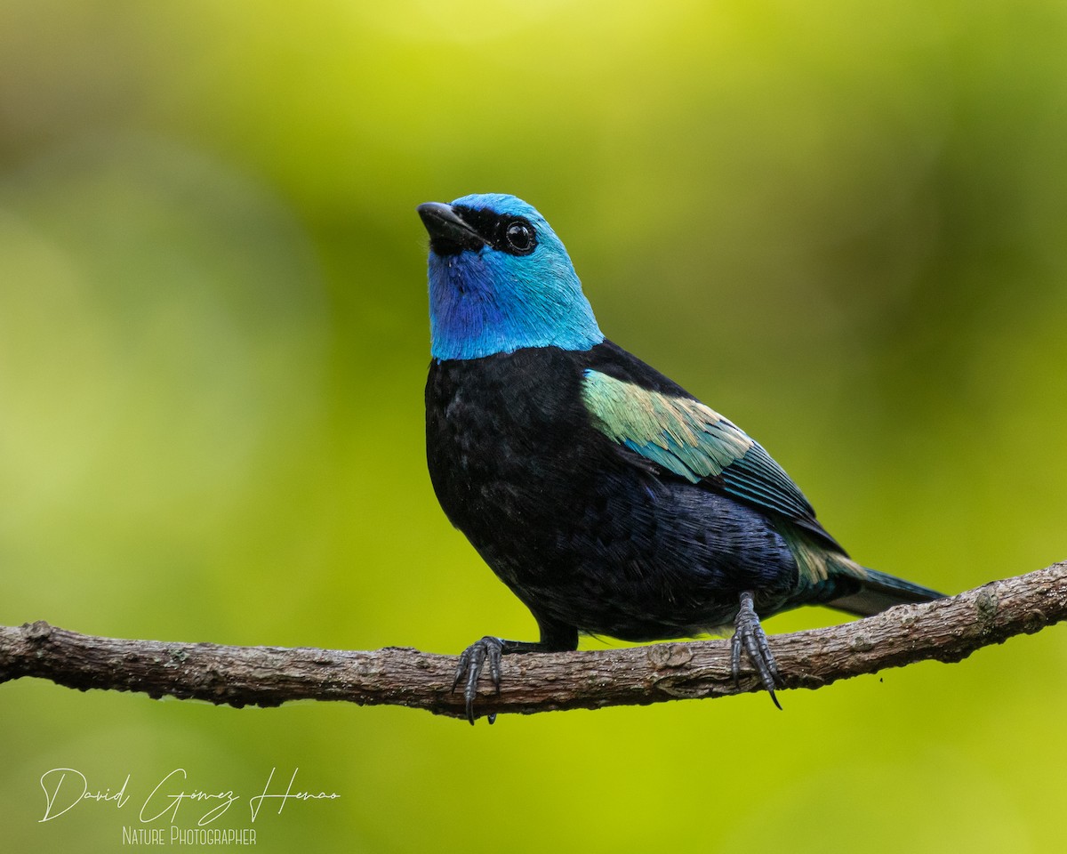 Blue-necked Tanager - ML620091653