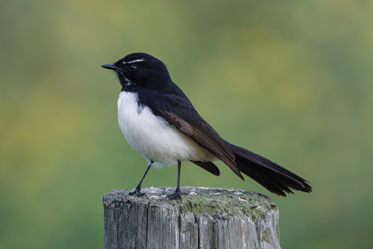 Willie-wagtail - ML620091663