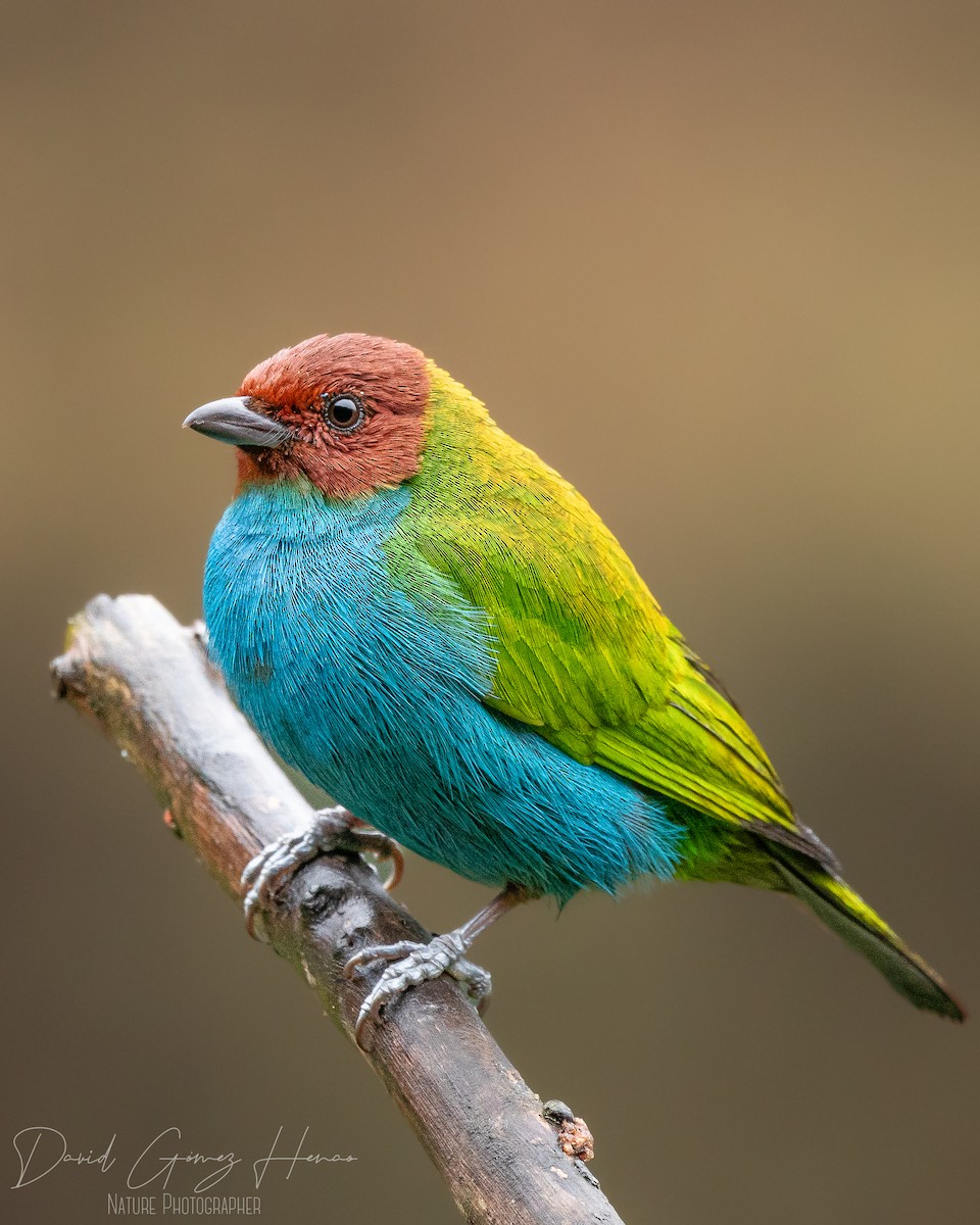 Bay-headed Tanager - ML620091667