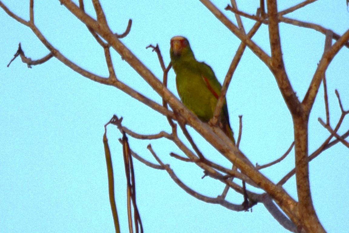 White-fronted Parrot - ML620091672