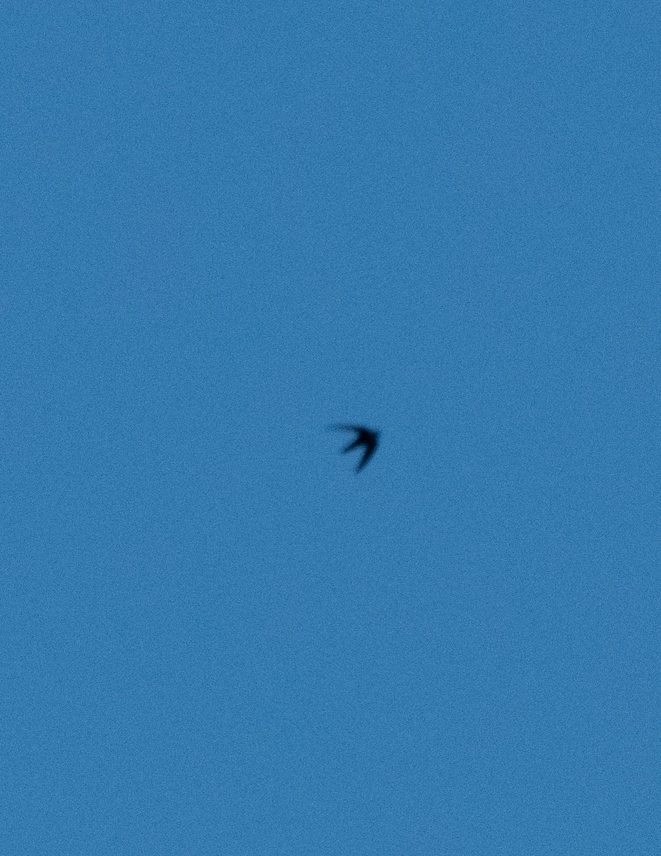 Black Swift - ML620091683