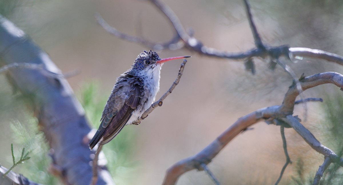 kolibřík fialovokorunkatý - ML620091687