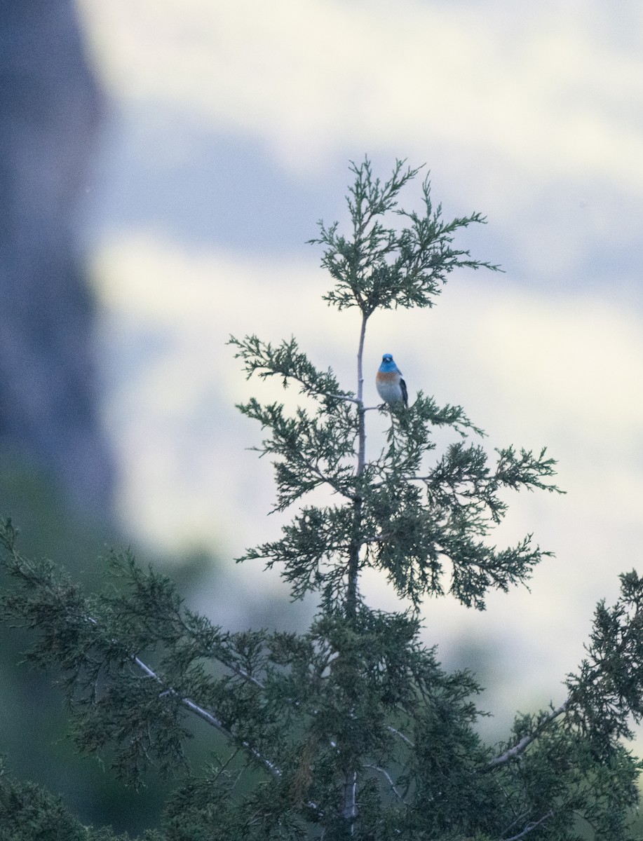 Passerin azuré - ML620091688