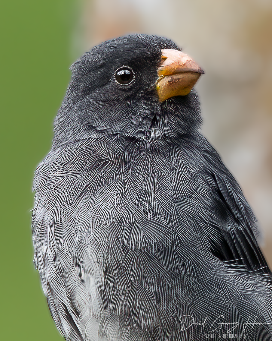 Gray Seedeater - ML620091696
