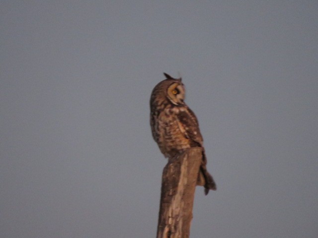 Long-eared Owl - ML620091697